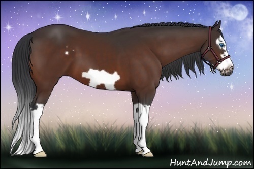 Horse Color:Bay Splash Frame