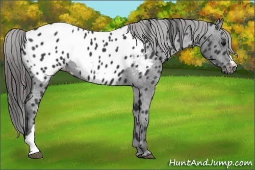 Horse Color:Black Appaloosa 