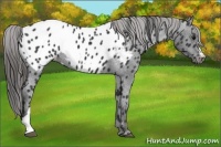 Horse Color:Black Appaloosa