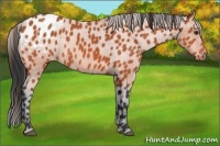Horse Color:Bay Appaloosa 