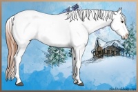 Horse Color:Chestnut Appaloosa 