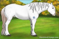 Horse Color:Buckskin Blanket 