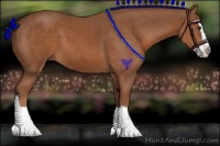 Horse Color:Chestnut Splash 