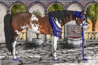 Horse Color:Bay Sabino 