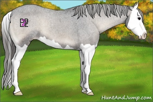 Horse Color:Blue Onyx Splash Varnish 