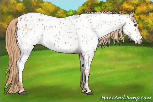 Horse Color:Chestnut Appaloosa 