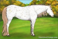 Horse Color:Chestnut Near Leopard 