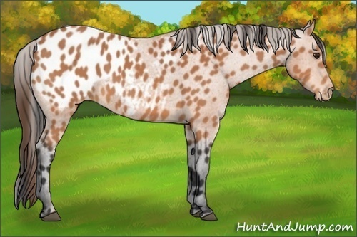 Horse Color:Bay Appaloosa 