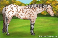 Horse Color:Bay Appaloosa