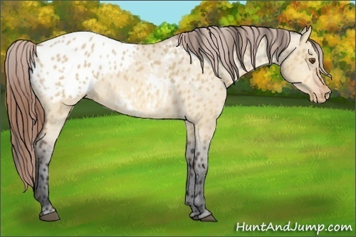 Horse Color:Bay Dun Appaloosa