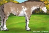 Horse Color:Liver Red Dun Sabino 