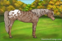 Horse Color:Chestnut Appaloosa