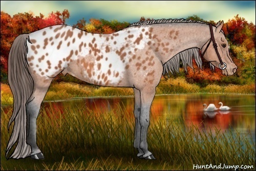 Horse Color:Bay Appaloosa 