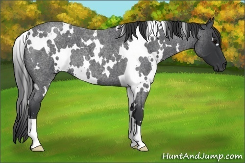 Horse Color:White Spotted Blue Roan