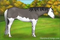 Horse Color:Grullo Splash 