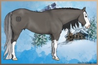 Horse Color:Grullo Splash 