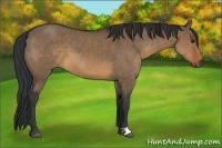 Horse Color:Brown Dun 