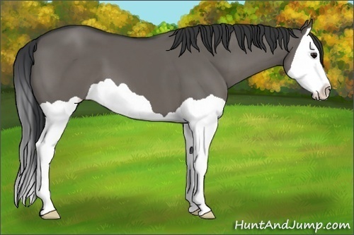 Horse Color:Grullo Splash 