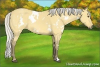 Horse Color:White Spotted Silver Buckskin Dun 