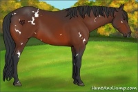 Horse Color:White Spotted Bay 