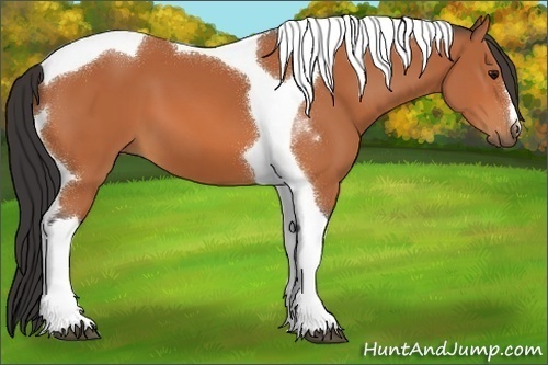 Horse Color:Bay Tobiano 