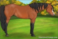 Horse Color:Bay 