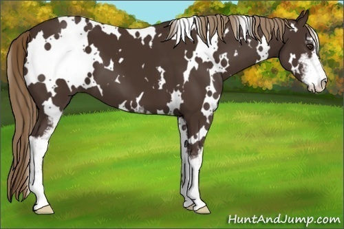 Horse Color:White Spotted Liver Chestnut Sabino 