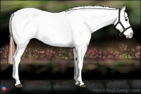 Horse Color:Blue Roan Appaloosa