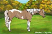 Horse Color:Silver Buckskin Tobiano Frame Rabicano