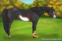 Horse Color:Brown Sabino Frame Rabicano 