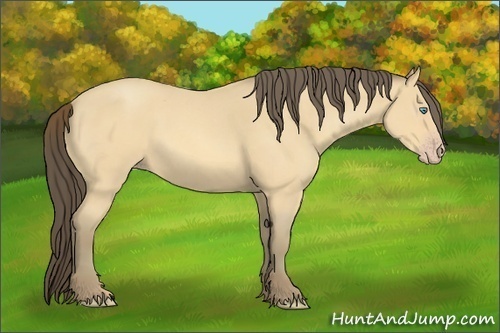 Horse Color:Amber Cream Champagne Roan 