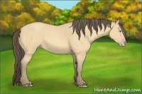 Horse Color:Amber Cream Champagne Roan 
