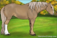 Horse Color:Palomino 
