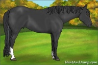 Horse Color:Black Tobiano 