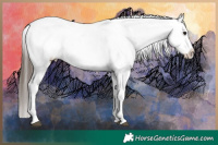 Horse Color:Brown Tobiano Appaloosa 