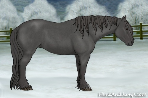 Horse Color:Smoky Blue Roan 