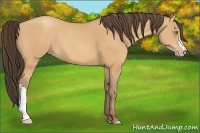 Horse Color:Amber Champagne 