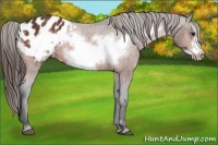 Horse Color:Bay Frame Appaloosa 