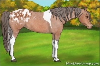 Horse Color:Bay Tobiano Appaloosa 