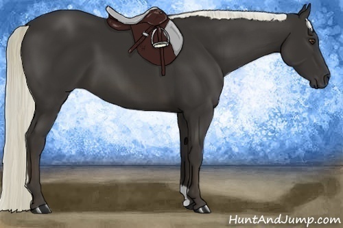 Horse Color:Liver Chestnut 