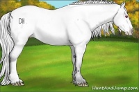 Horse Color:Silver Bay Chinchilla Appaloosa 