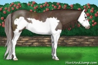 Horse Color:Liver Chestnut Splash Frame Rabicano