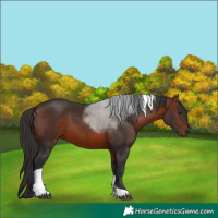 Horse Color:Bay Tobiano 