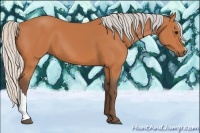 Horse Color:Silver Bay 