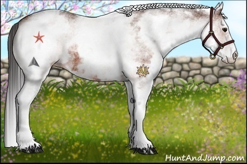 Horse Color:White Spotted Bay Appaloosa
