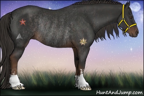 Horse Color:Liver Chestnut Rabicano and Liver Chestnut Rabicano