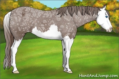 Horse Color:Liver Chestnut Ice Splash Appaloosa 