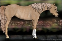 Horse Color:Palomino Rabicano