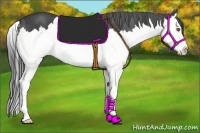 Horse Color:Blue Roan Splash 