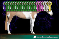 Horse Color:Black Pearl Sabino Tobiano Rabicano 